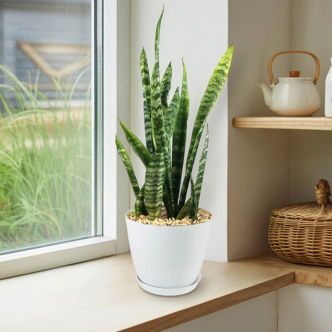 Zeylanica Snake Plant 'Sansevieria zeylanica'