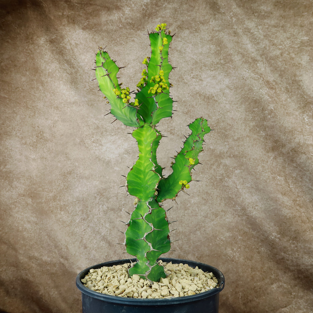Zig Zag Cactus - Euphorbia pseudocactus &