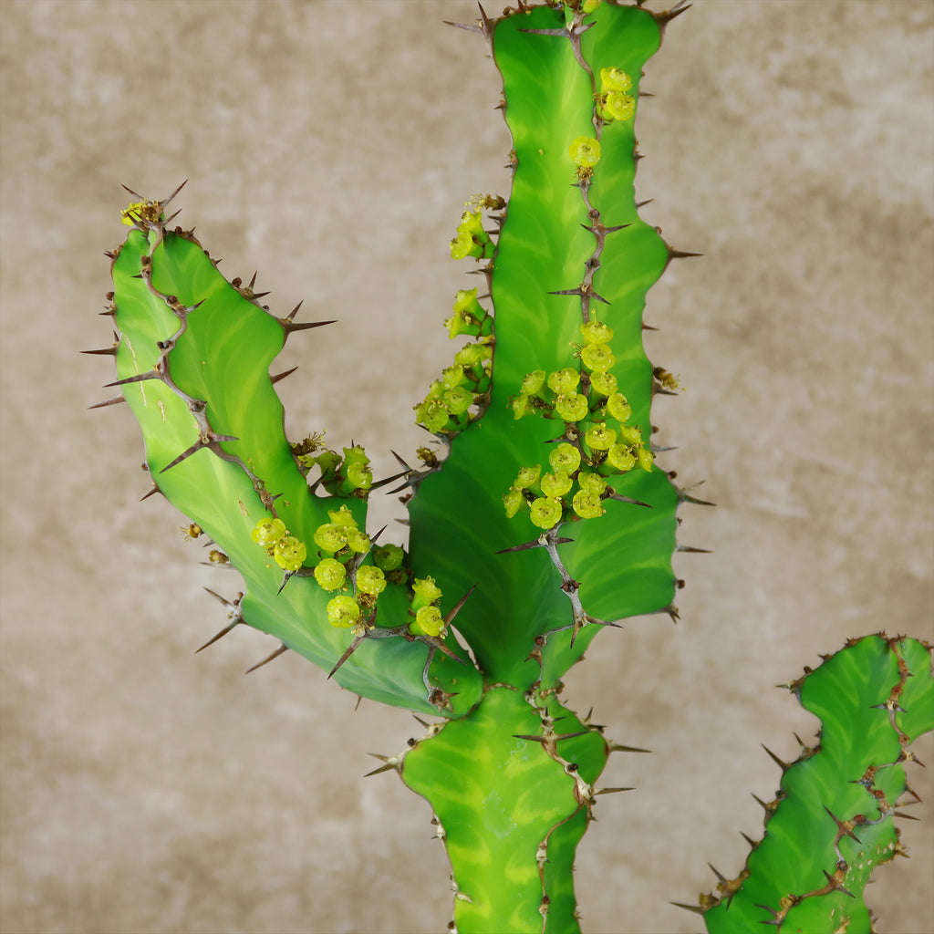 Zig Zag Cactus - Euphorbia pseudocactus &