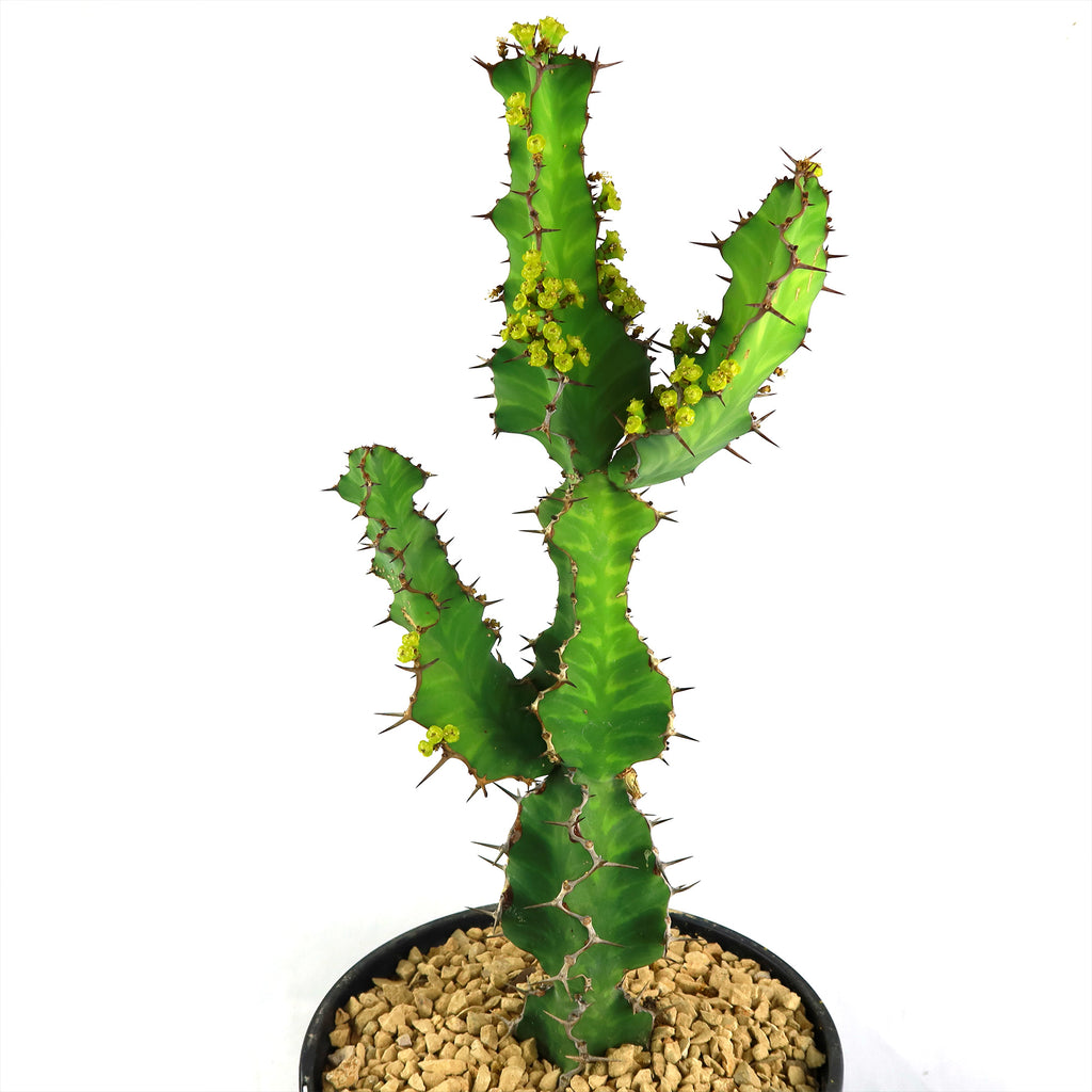 Zig Zag Cactus - Euphorbia pseudocactus &