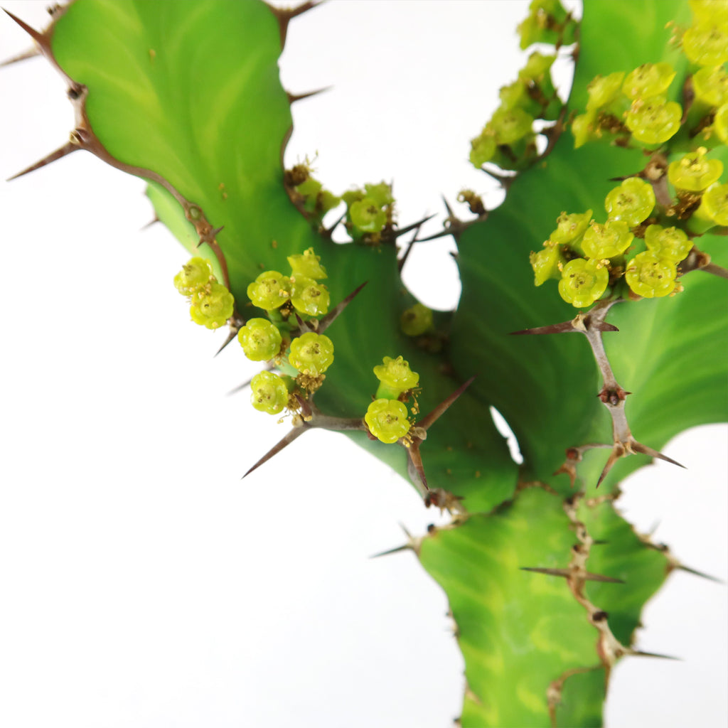 Zig Zag Cactus - Euphorbia pseudocactus &