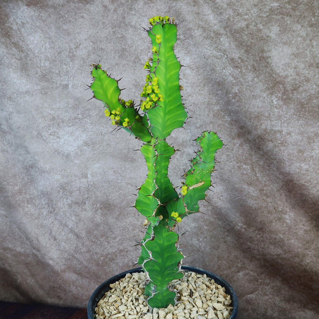 Zig Zag Cactus - Euphorbia pseudocactus &