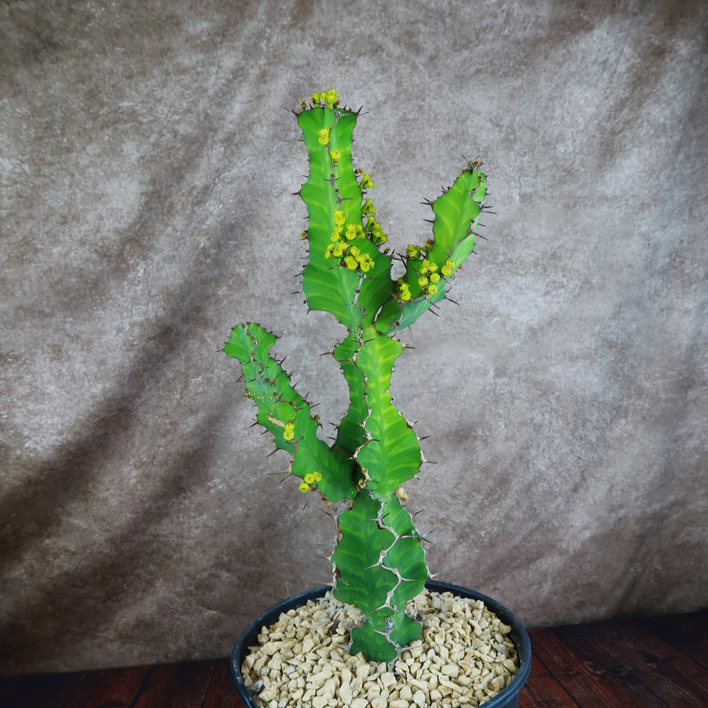 Zig Zag Cactus - Euphorbia pseudocactus &