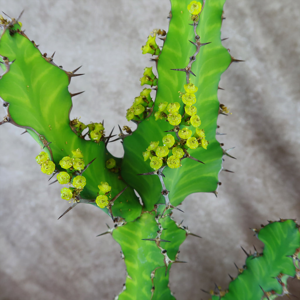 Zig Zag Cactus - Euphorbia pseudocactus &