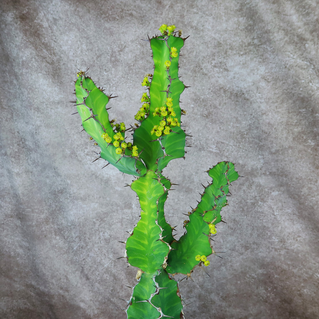 Zig Zag Cactus - Euphorbia pseudocactus &