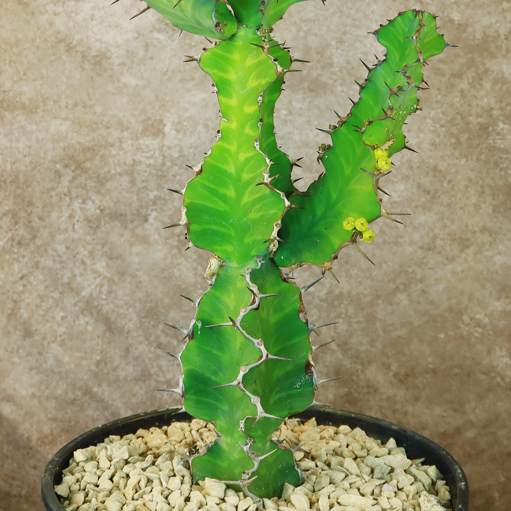 Zig Zag Cactus - Euphorbia pseudocactus &