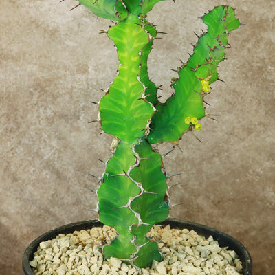 zig zag succulent plant Zig Zag Cactus Info