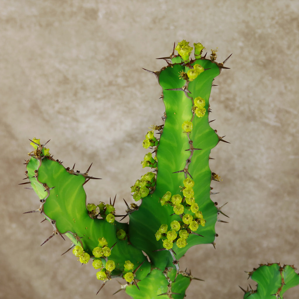 Zig Zag Cactus - Euphorbia pseudocactus &