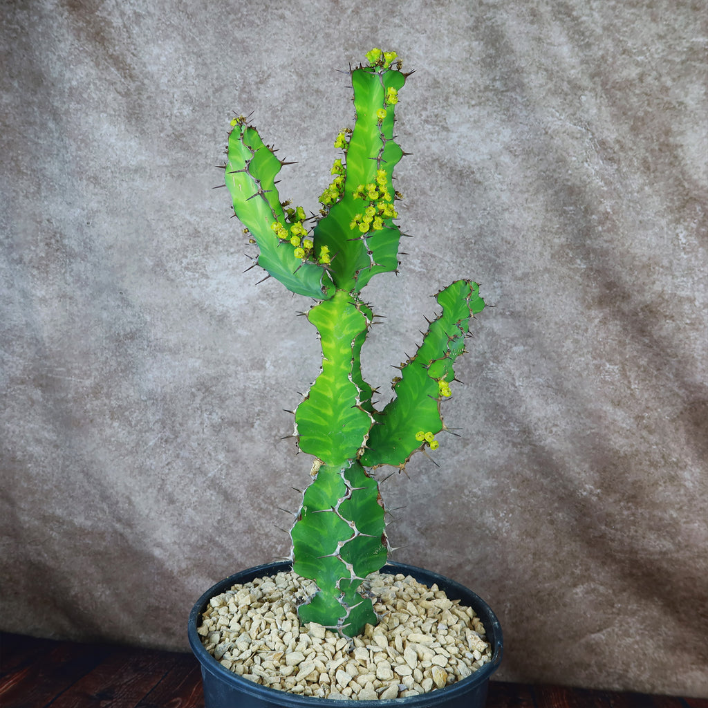 Zig Zag Cactus - Euphorbia pseudocactus &