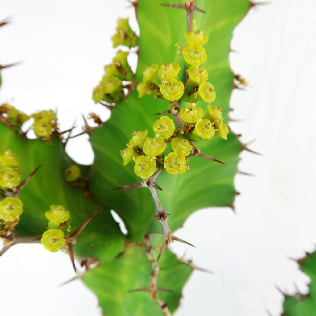 Zig Zag Cactus - Euphorbia pseudocactus &