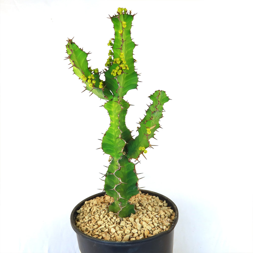Zig Zag Cactus - Euphorbia pseudocactus &