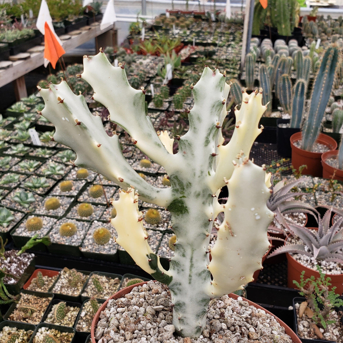 White Ghost Cactus - Euphorbia Lactea variegata