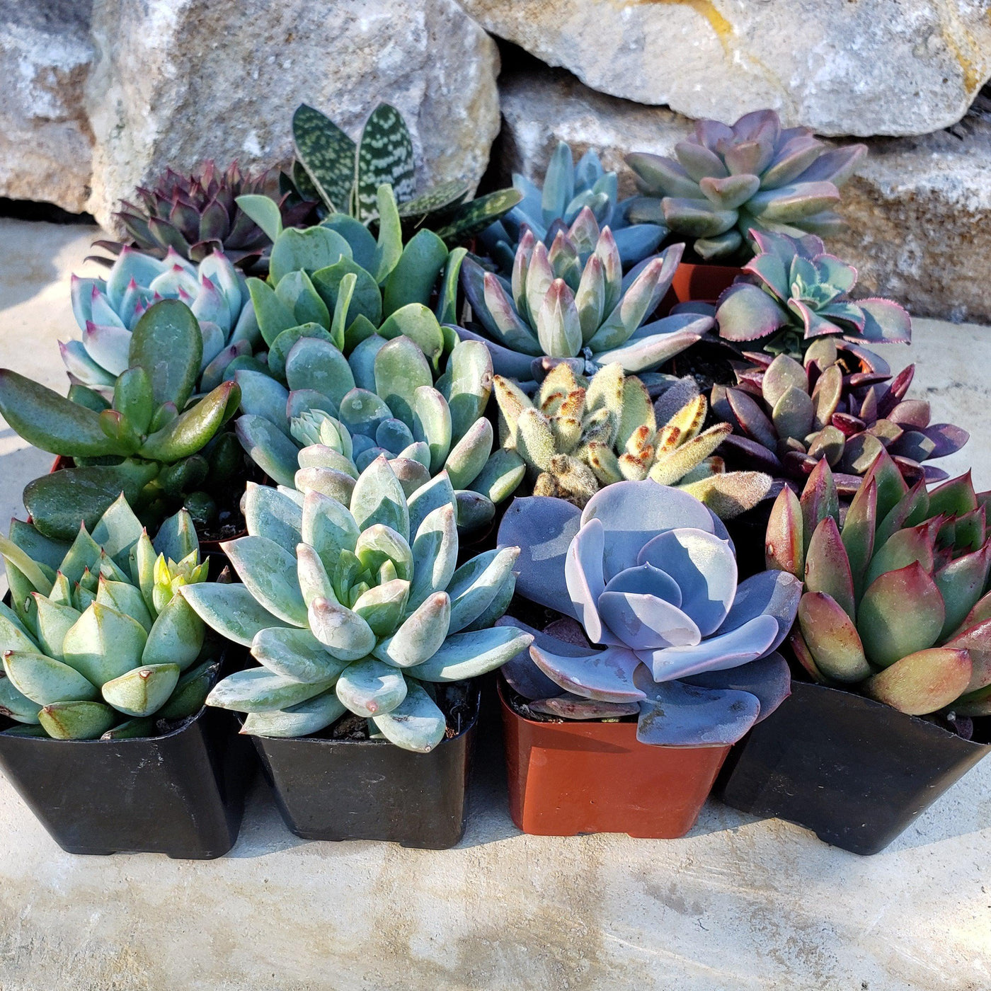 Assorted Succulents for Party / Wedding Favors or Arrangements in Heart Pail Flower Pots (9 - 2.25", 24 - 3")