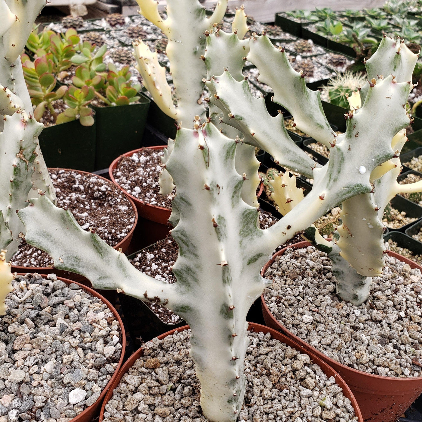 Buy 'White Ghost Cactus - Euphorbia Lactea variegata' - Planet Desert