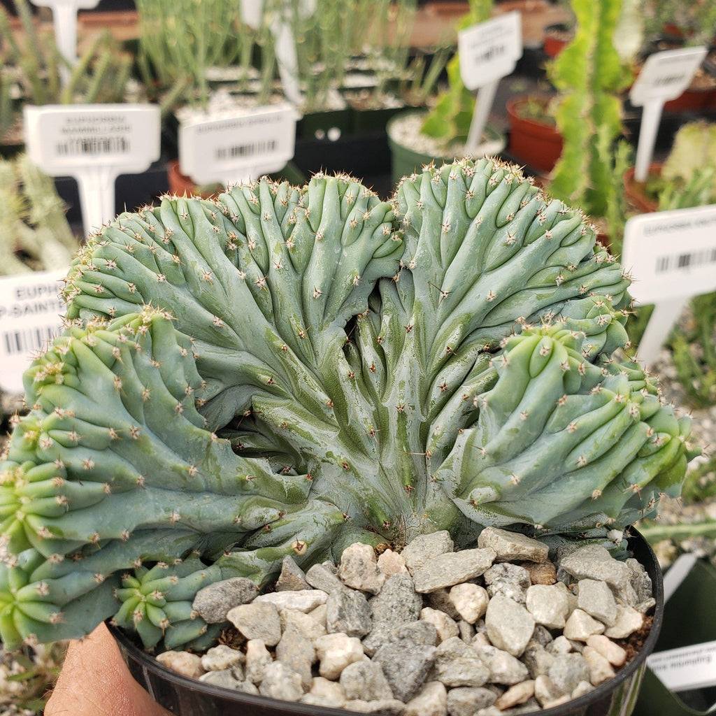 Myrtillocactus geometrizans Crested &