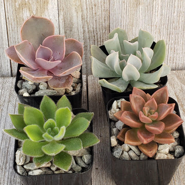 small plastic pots for succulents Assorted 2-Inch Succulents (4-64 Packs) 2" Pot (25-Pack)