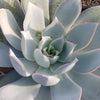 Echeveria cante