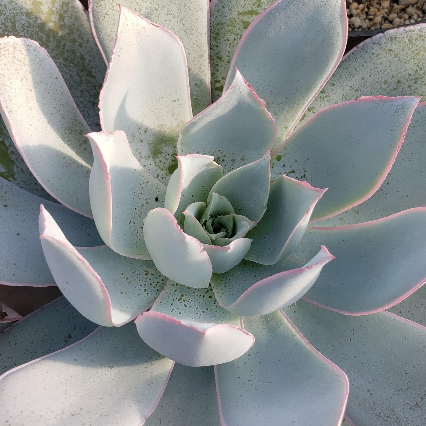 white cloud succulent Shop For Beautiful Echeveria Cante Succulent