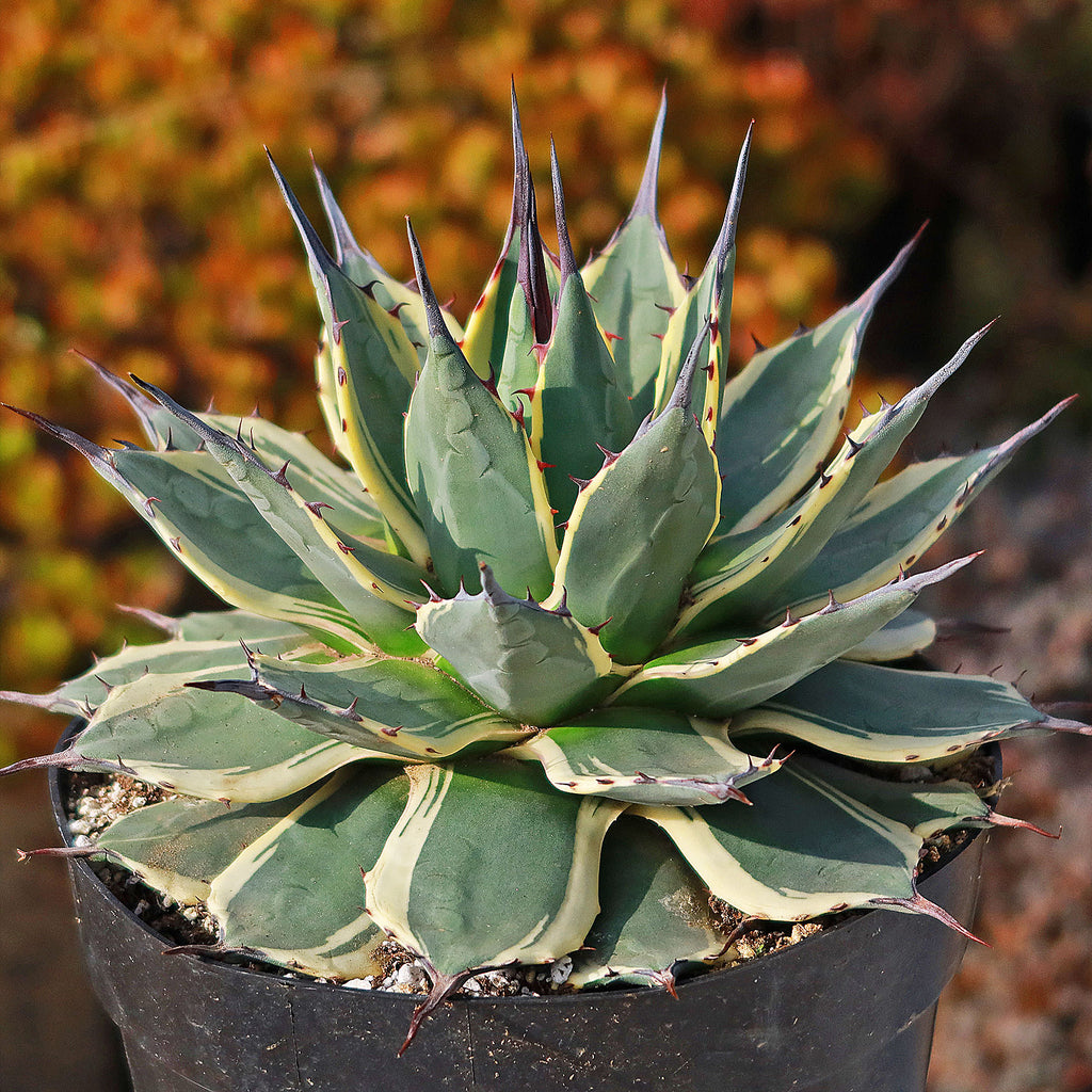 Agave applanata &