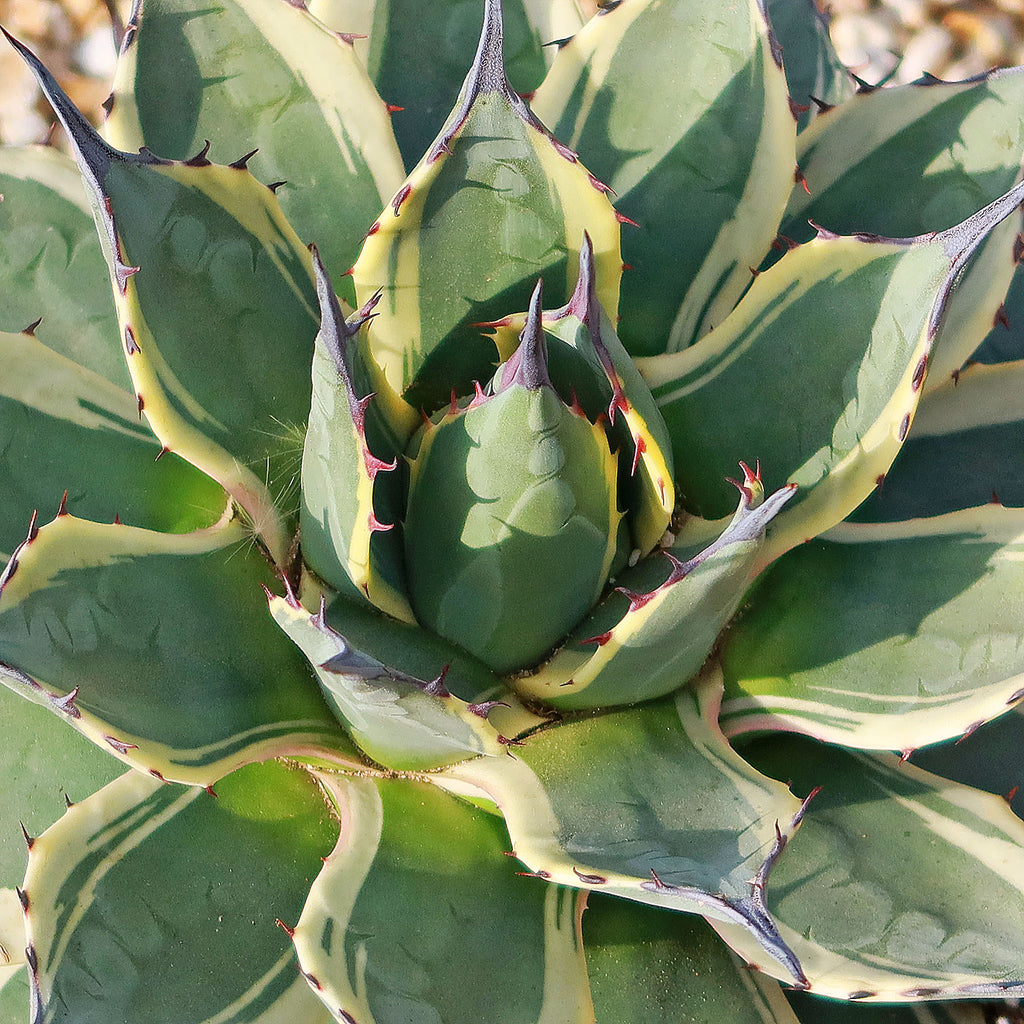 Agave applanata &