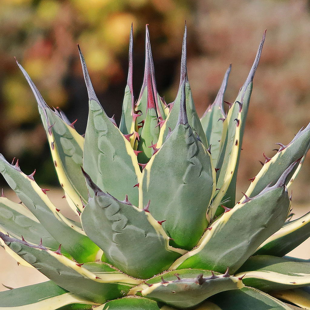 Agave applanata &