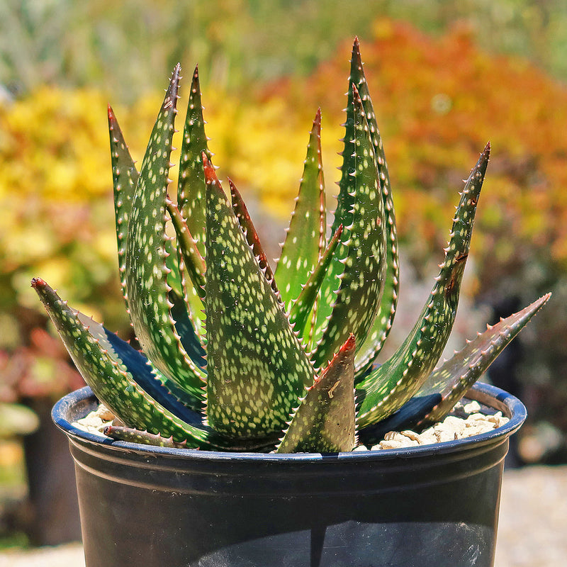 aloe-apache-1_800x800.jpg?v=