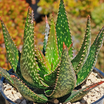 show aloe vera plant Aloe apache Info