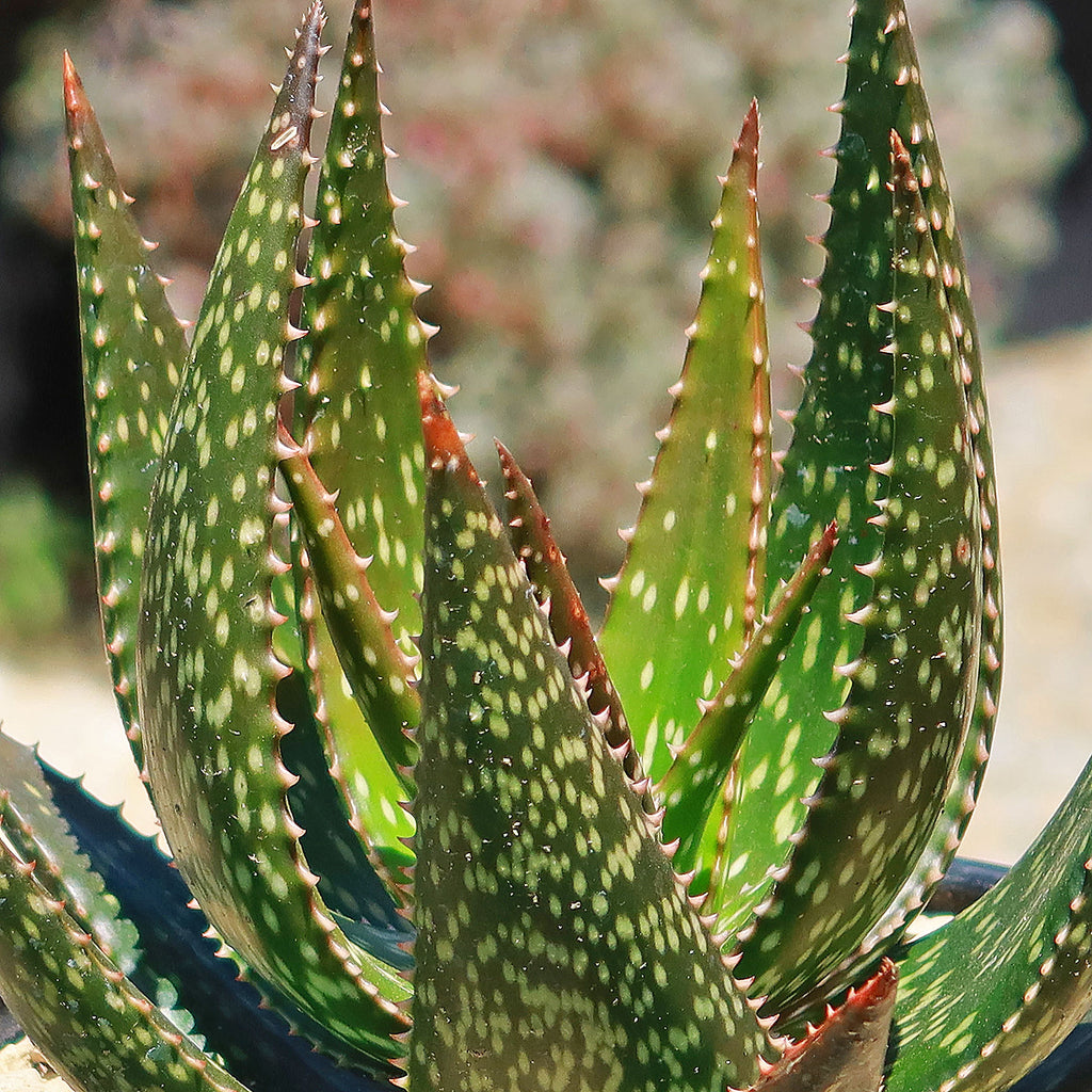 Aloe &