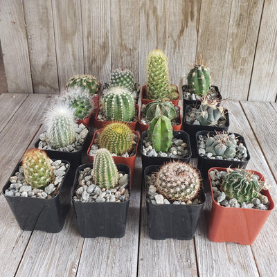 Assorted 2-Inch Cactus (4-64 Packs)