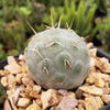 Snowman cactus ‘Tephrocactus geometricus’