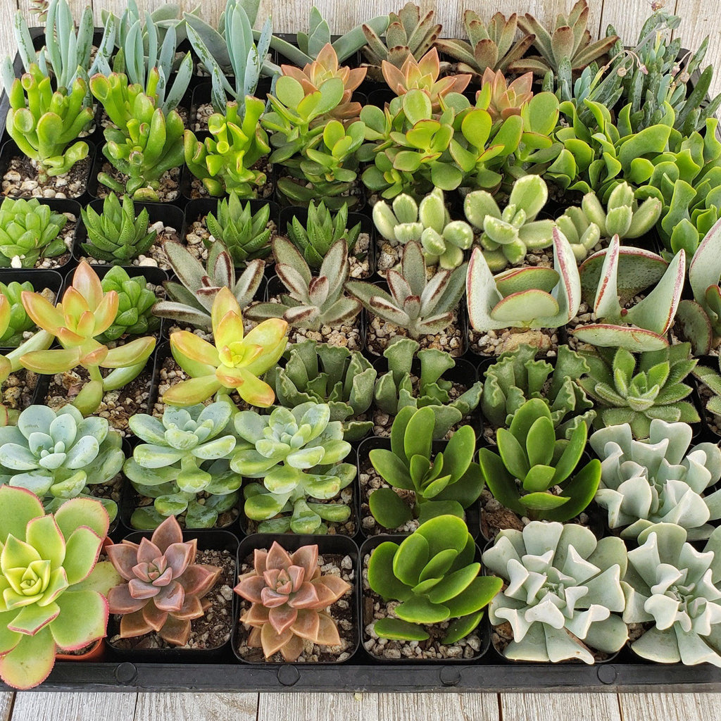 Assorted 2-Inch Succulents (4-64 Packs)