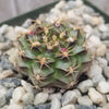 Gymnocalycium tucavocense damsii