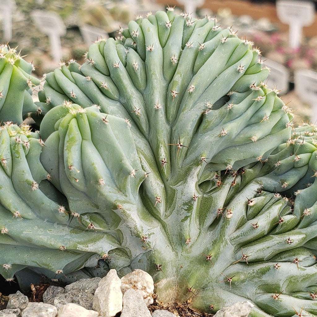 Myrtillocactus geometrizans Crested &