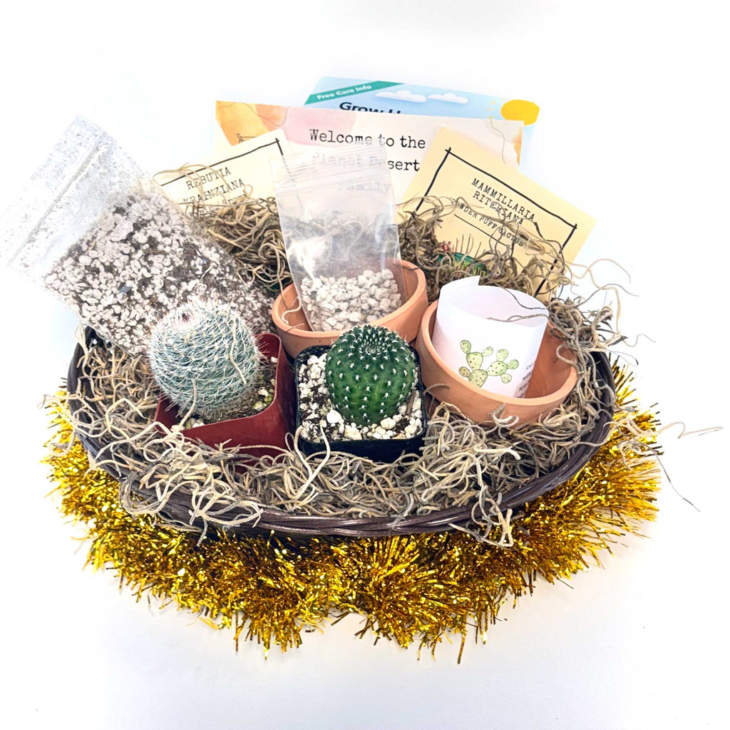 2 Cacti Growing Kit Gift Basket – A Creative Holiday Gift