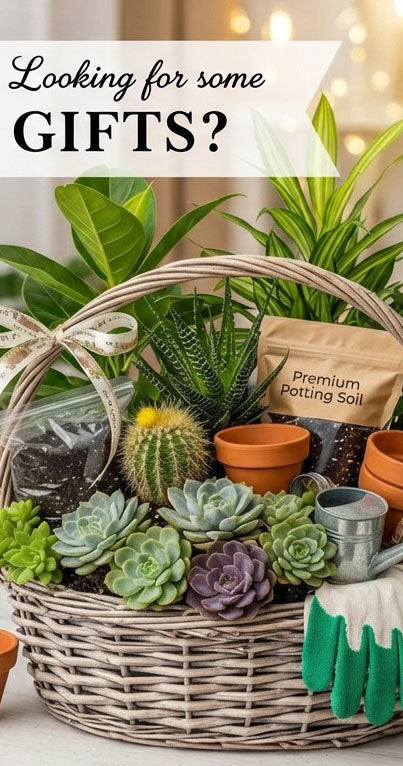 Gift ideas for plant lovers