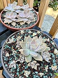 Terracotta Plastic Garden Planter - Ideal for Succulents, Bonsai, Fairy Gardens, and Herbs