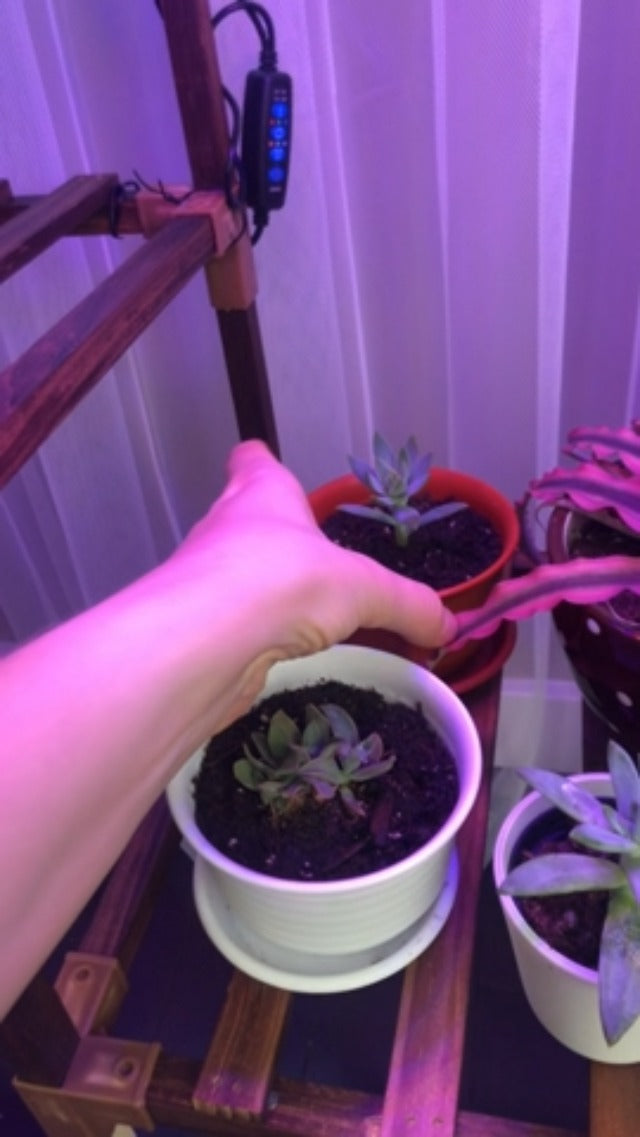 Plastic Nursery Pots for Plant Transplanting – Includes Drainage Holes and Saucers