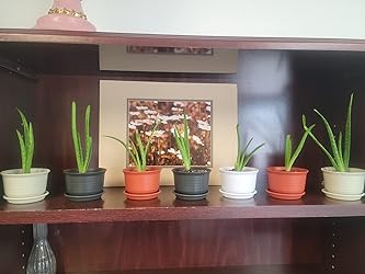 Plastic Nursery Pots for Plant Transplanting – Includes Drainage Holes and Saucers