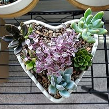 Ceramic Heart-Shaped Cream-White Succulent Plant Pots