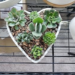 succulents in heart shaped planter Ceramic Heart-Shaped Cream-White Succulent Plant Pots