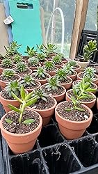 unusual small terracotta plant pots Small 2-Inch Terracotta Pot with Drainage Holes for Succulent Plants, Indoors or Outdoors