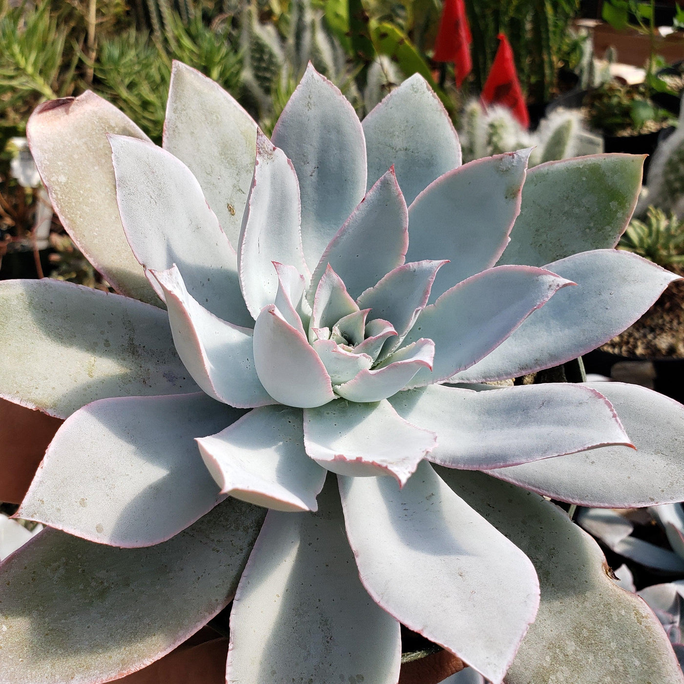 Echeveria cante