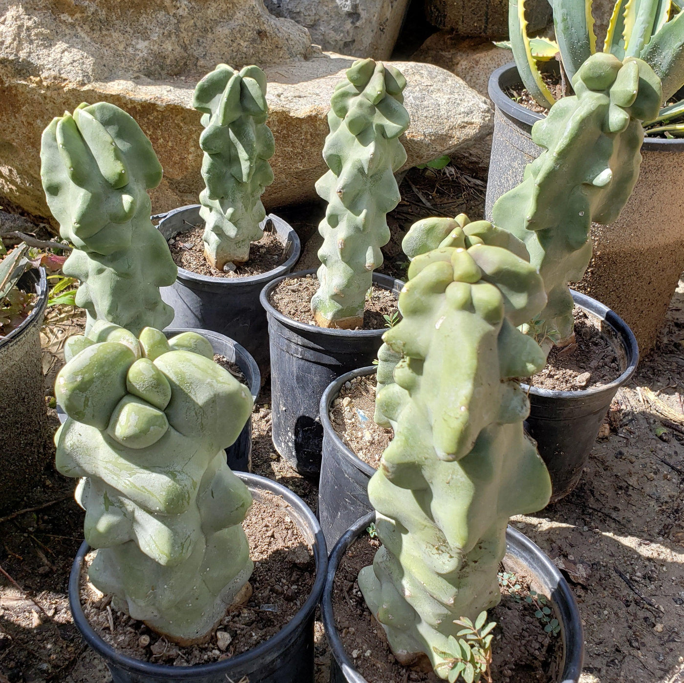 san pedro totem pole cactus Totem Pole Cactus 'Pachycereus schottii 'monstrosus' 6" Pot