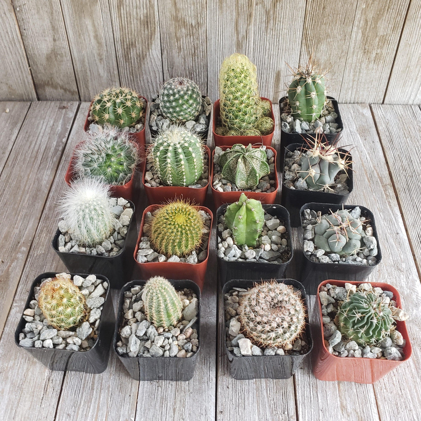 Assorted 2-Inch Cactus (4-64 Packs)