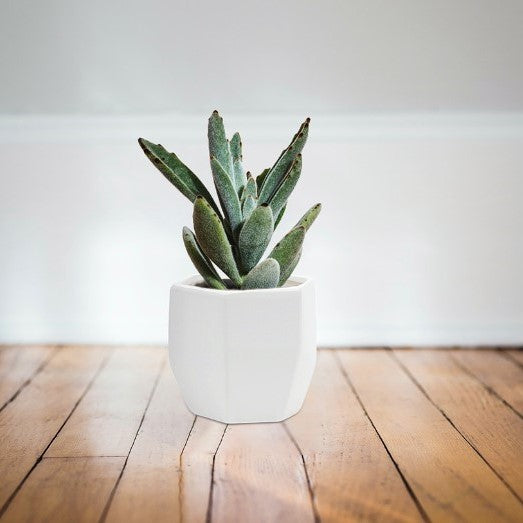 Geometric Matte Pot