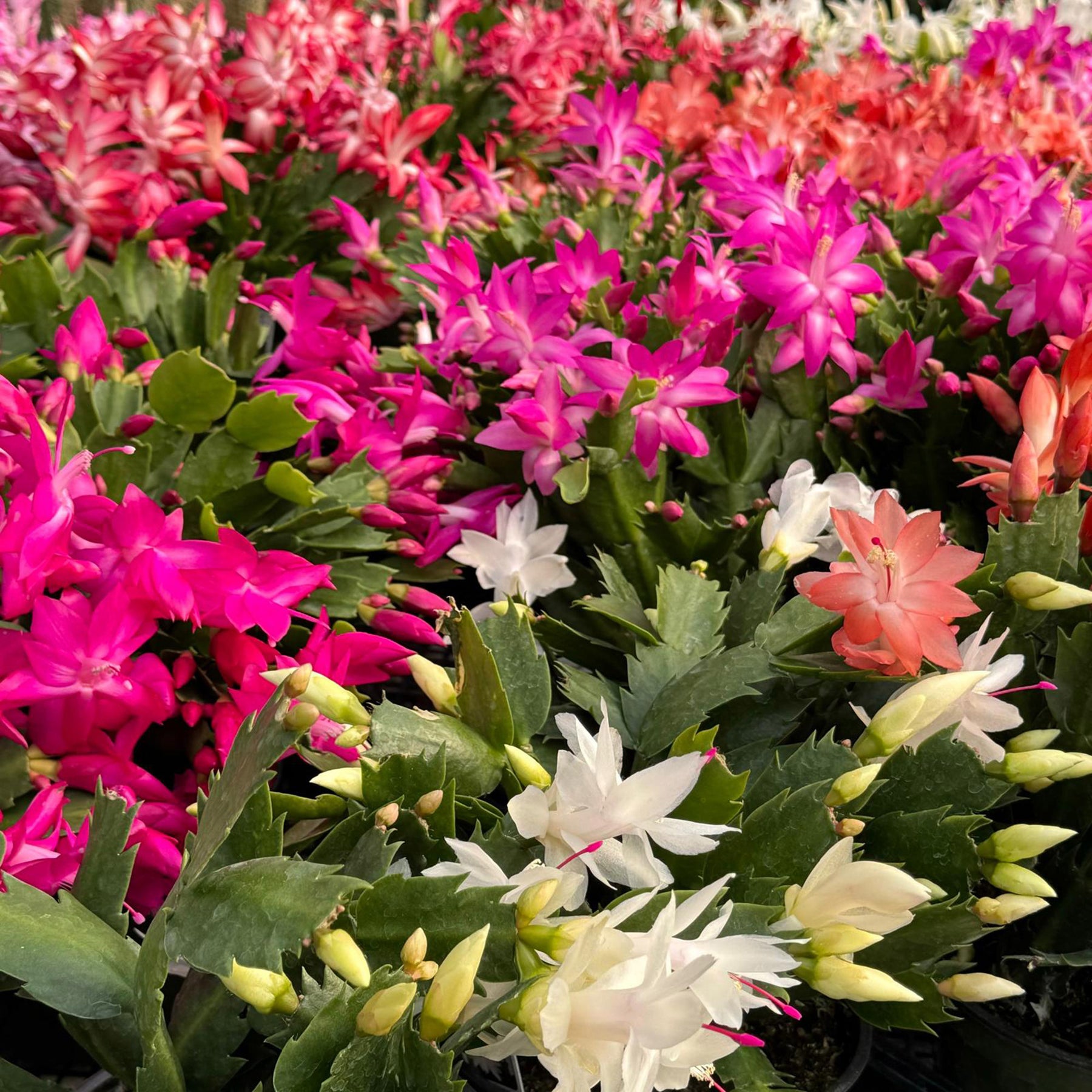 christmas cactus type of leaf Christmas Cactus 'Schlumbergera bridgesii'
