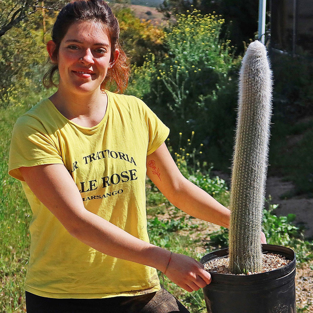 Silver Torch Cactus &