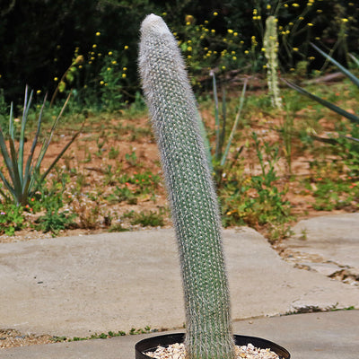 Silver Torch Cactus 'Cleistocactus strausii' -2