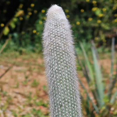 Silver Torch Cactus 'Cleistocactus strausii' 