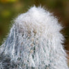 Silver Torch Cactus &